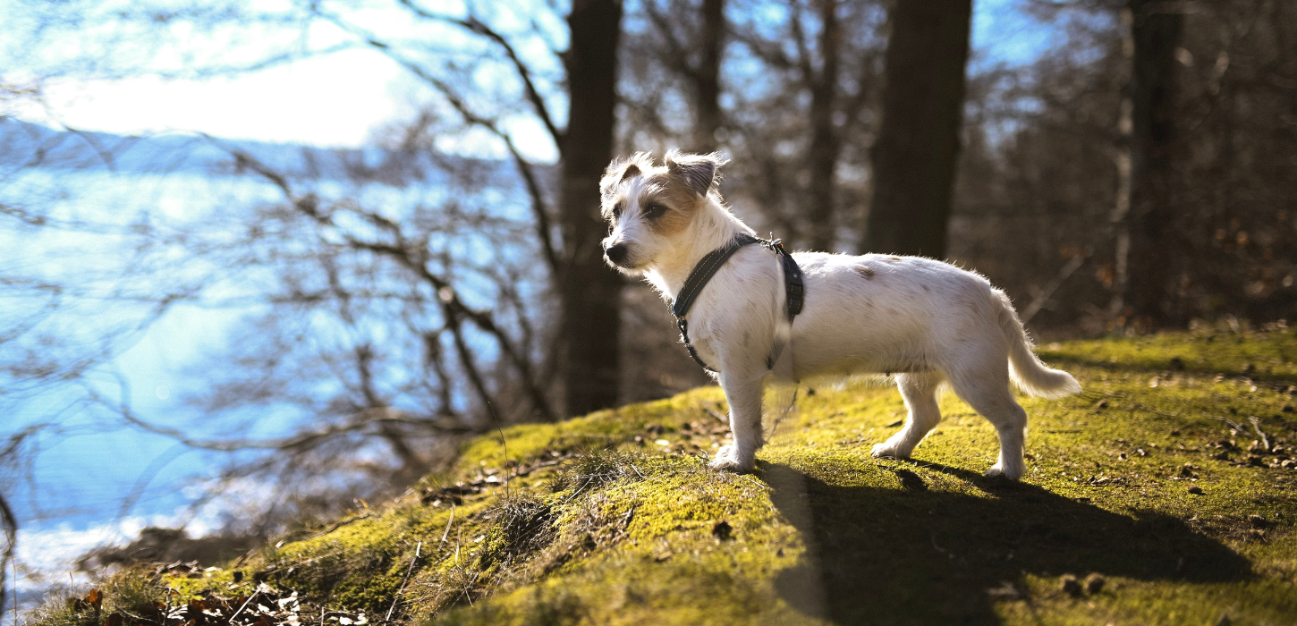 A small dog stands in one of Vejle's dog parks