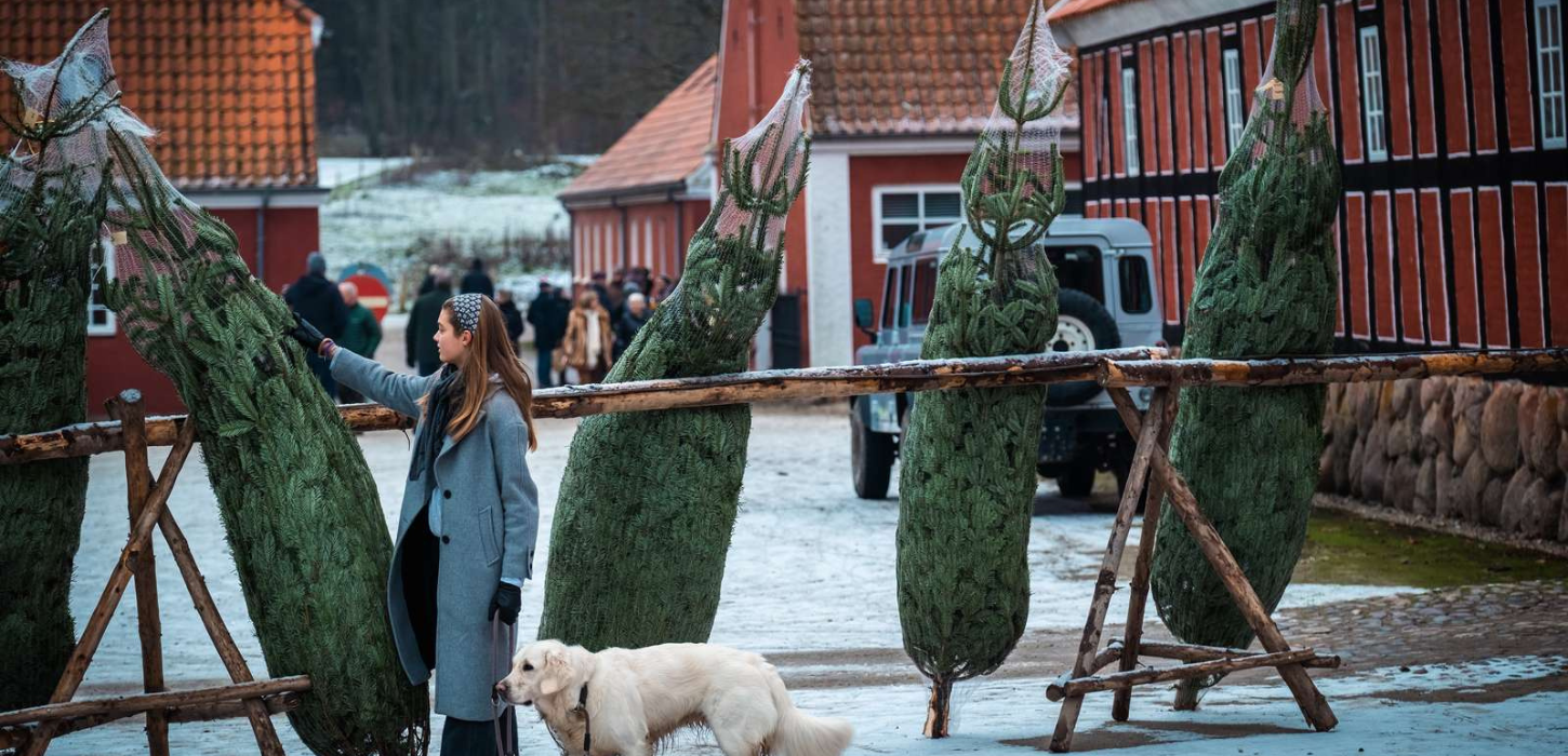 Christmas trees for the Christmas market at Tirsbæk Gods