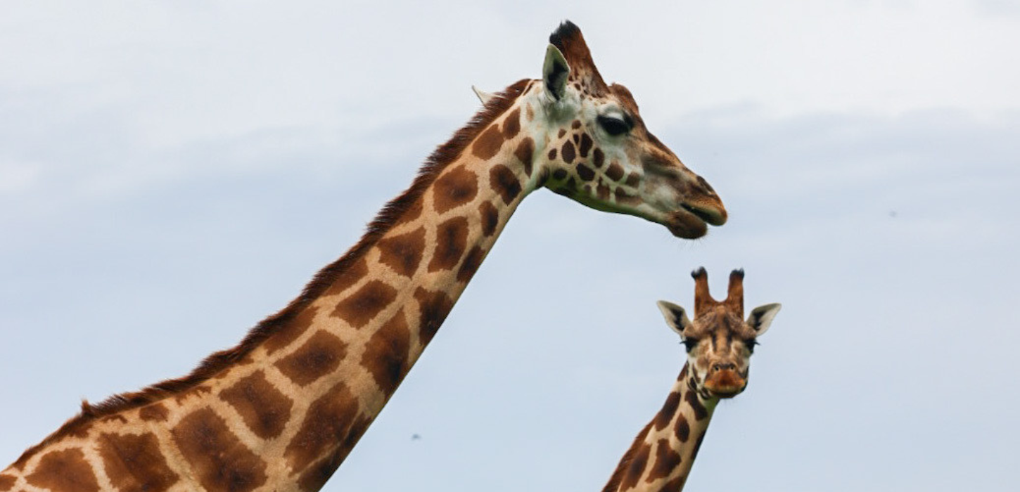 To giraffer i GIVSKUD ZOO