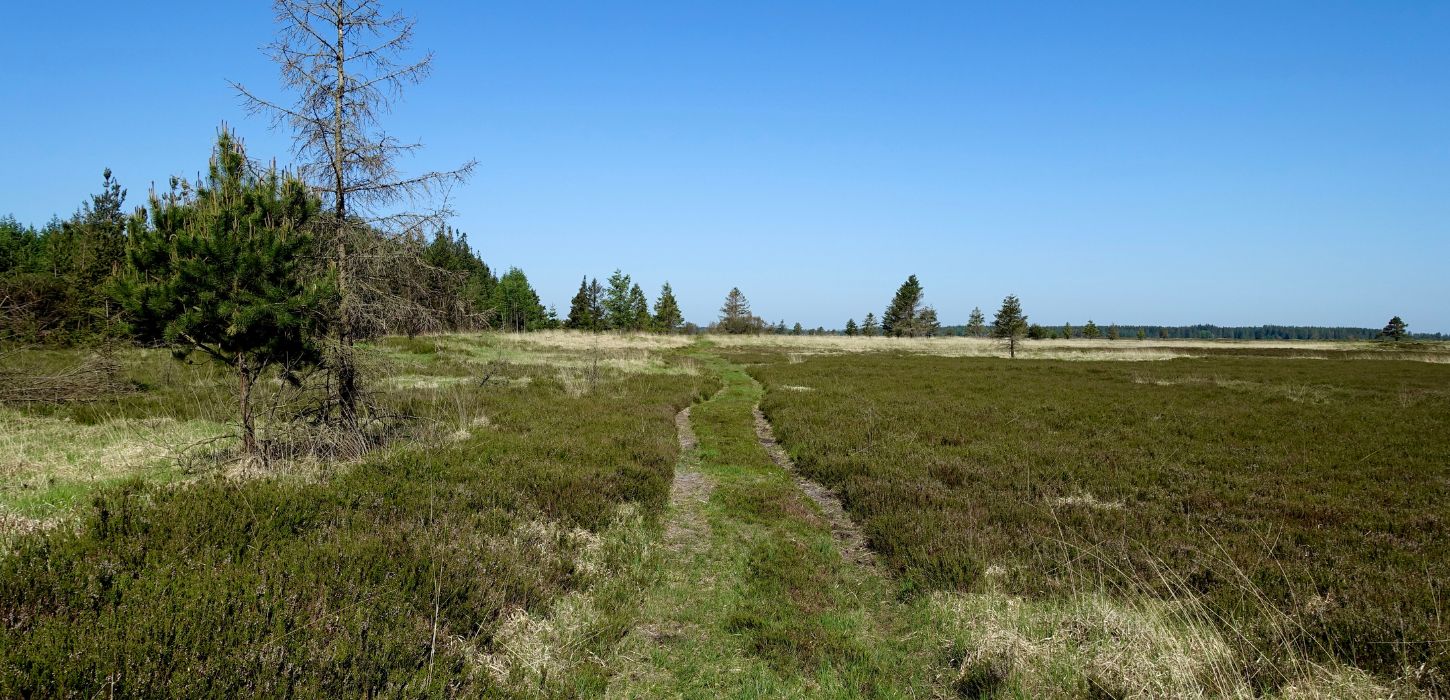 Wanderroute in der Randbøl Heide