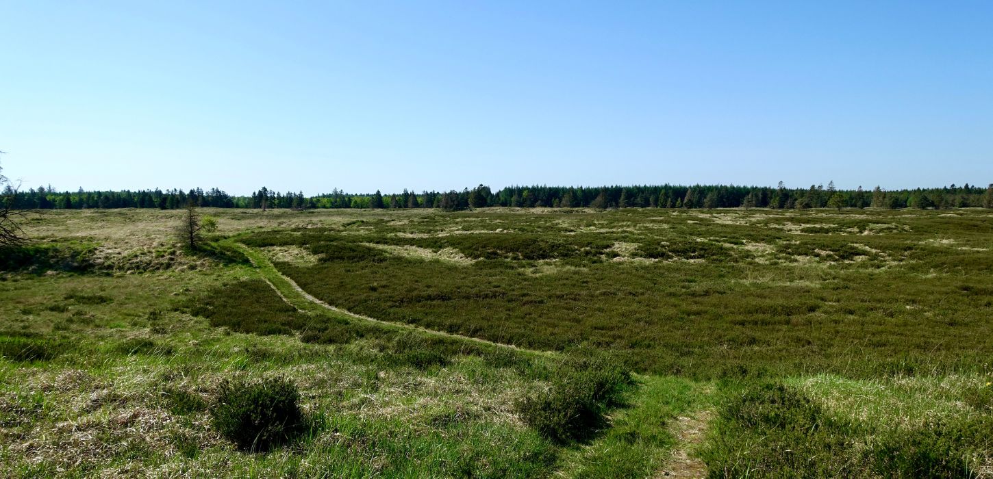 Hiking route at Randbøl Heath