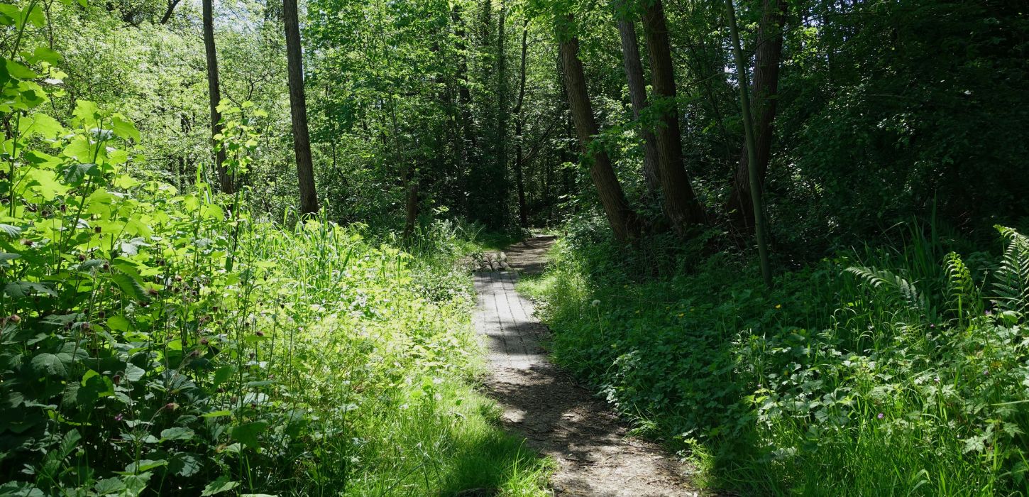 Gåtur langs Kærlighedsstien i Børkop om sommeren