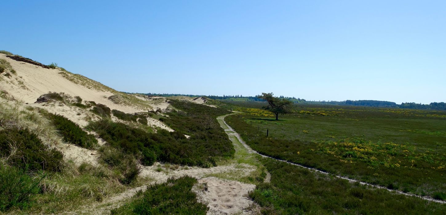 Blick auf die Randbøl-Heide