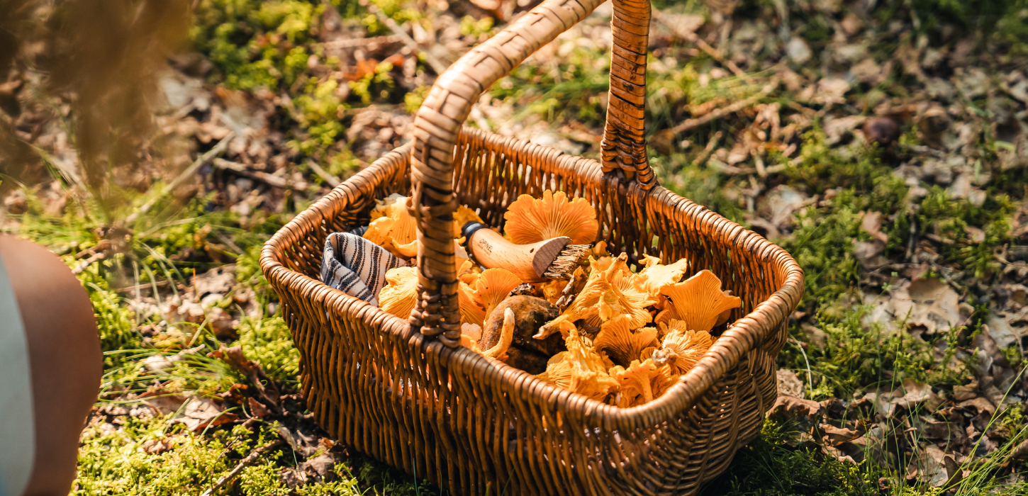 Mushroom basket on a trip at Kollemorten