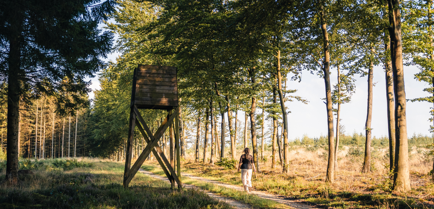 A woman walks in the thicket at Kollemorten on a mushroom trip