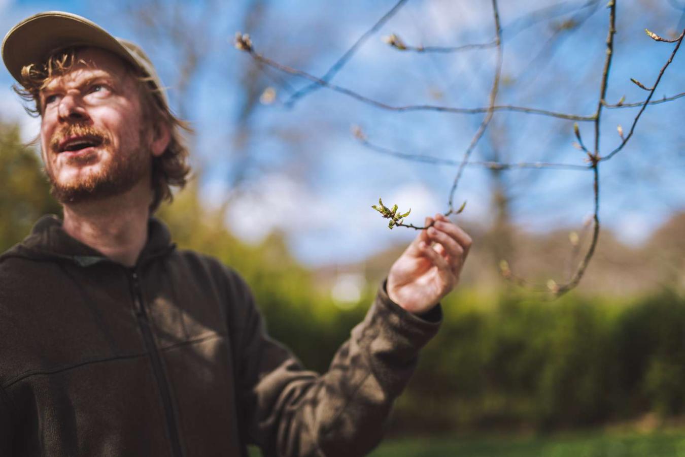 Nyudsprunget træ på trævandring med Jens-Ulrik på guidet tur ved Vejle