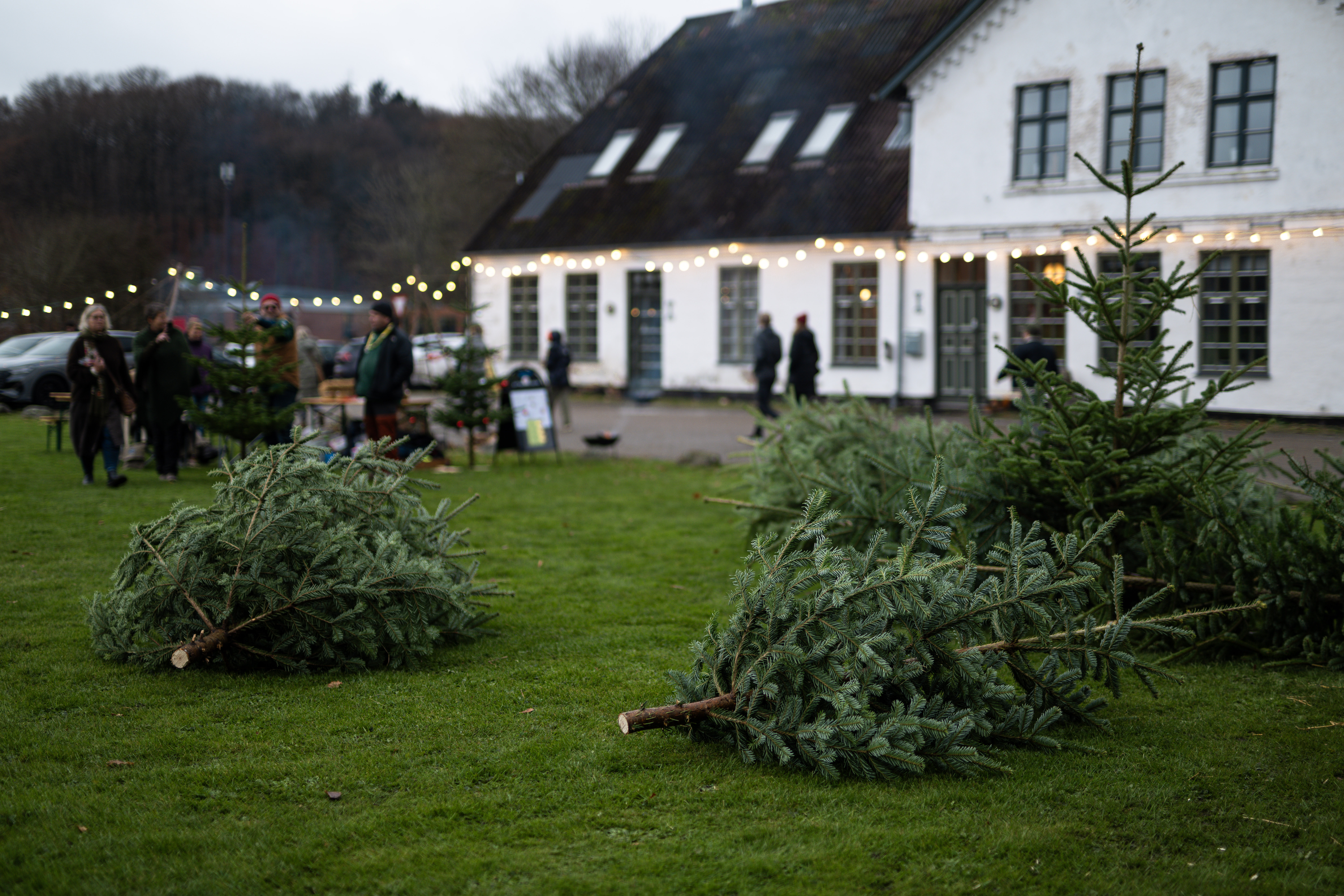 Weihnachtsbäume und Weihnachtsbeleuchtung vor Vingsted Mølle während des Weihnachtsmarktes