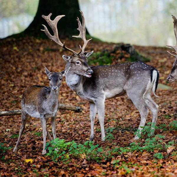 Deer in Dyrehaven in Vejle in autumn