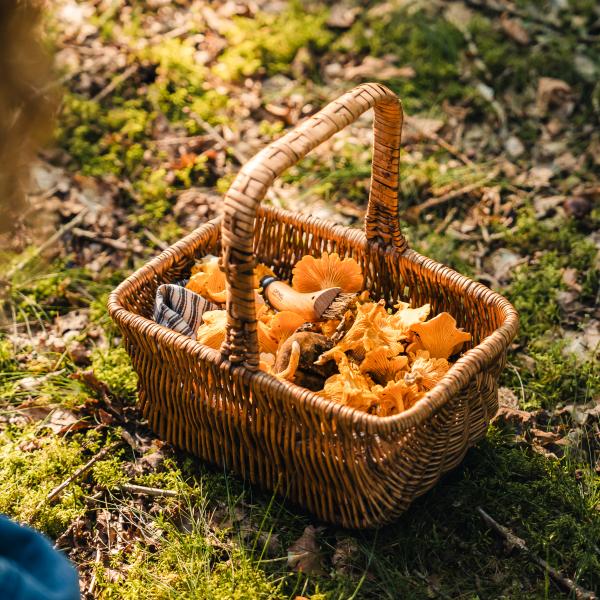 Basket of mushrooms gathered in a forest in Kollemorten