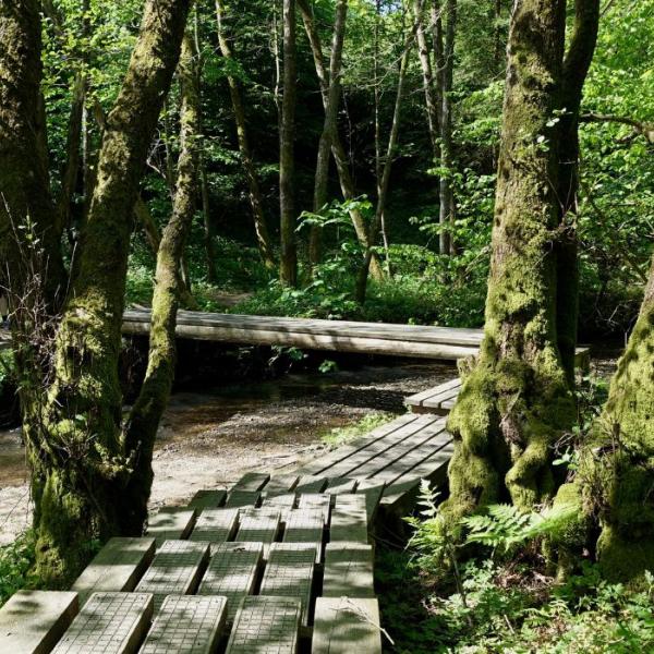 Hike along the Grejsdalstien through Brandbjerg Sønderskov