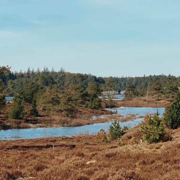 Seven Year Lakes in Frederikshåb Plantation on a spring day