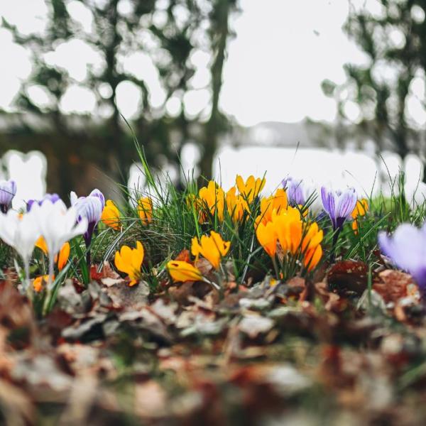 Crocuses bloom so beautifully in the spring in the Skyttehushaven garden