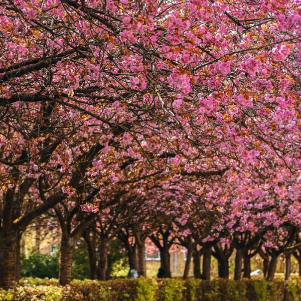 The cherry trees bloom in the spring on Boulevarden in Vejle