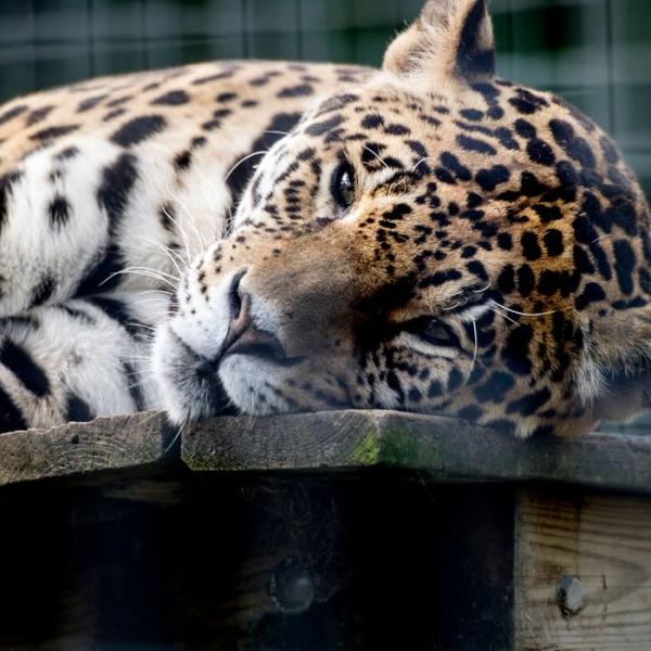 Wild animals in Skærup Zoo