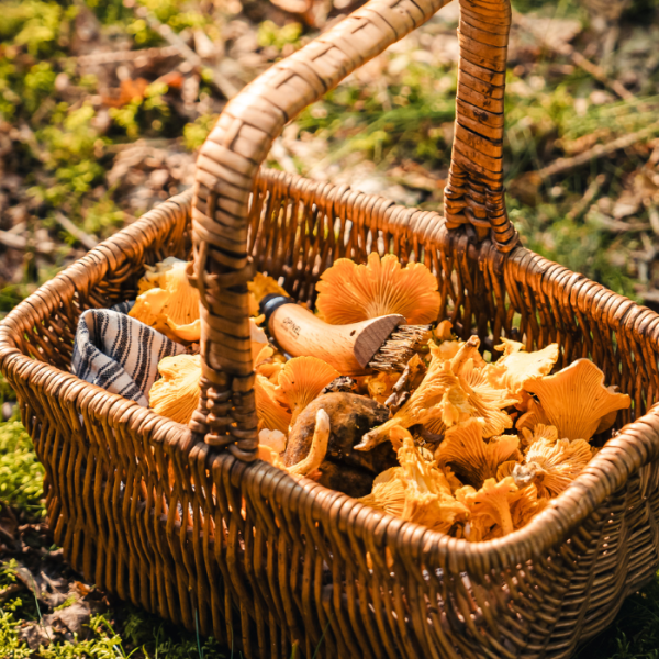 Mushroom basket on a trip at Kollemorten