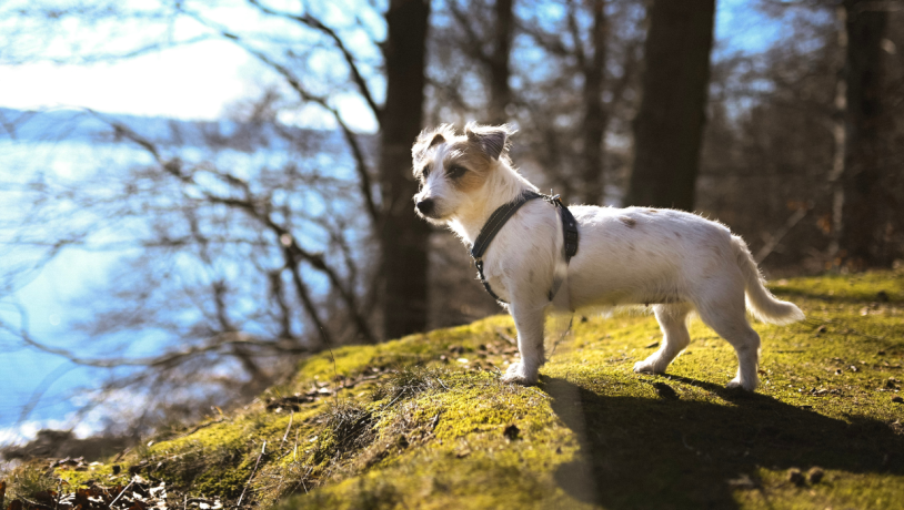 A small dog stands in one of Vejle's dog parks