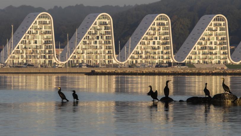 Bølgen (The Wave) and Vejle Fjord with birds in the foreground