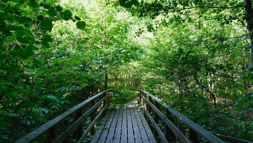 Bridge on the Grejsdalstien through the forest