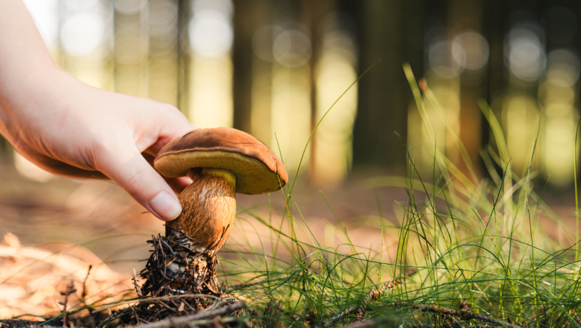 A mushroom is gathered on a trip near Kollemorten