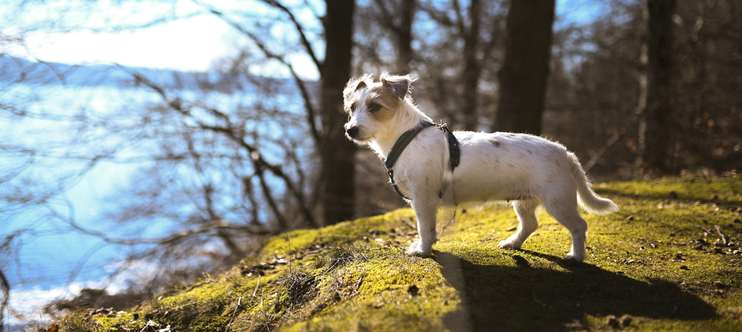 A small dog stands in one of Vejle's dog parks
