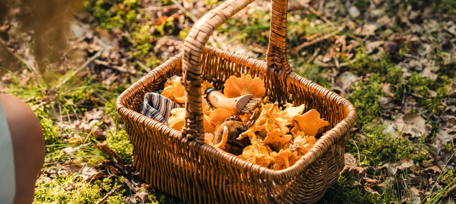Basket of mushrooms gathered in a forest in Kollemorten