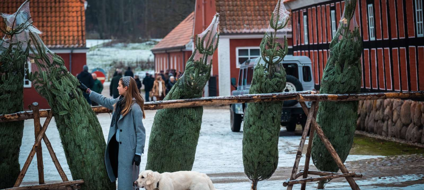 Christmas trees for the Christmas market at Tirsbæk Gods