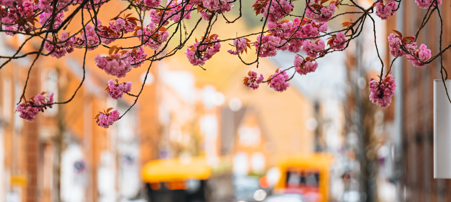 Cherry blossoms on Vardevej by the Boulevard with traffic in the background