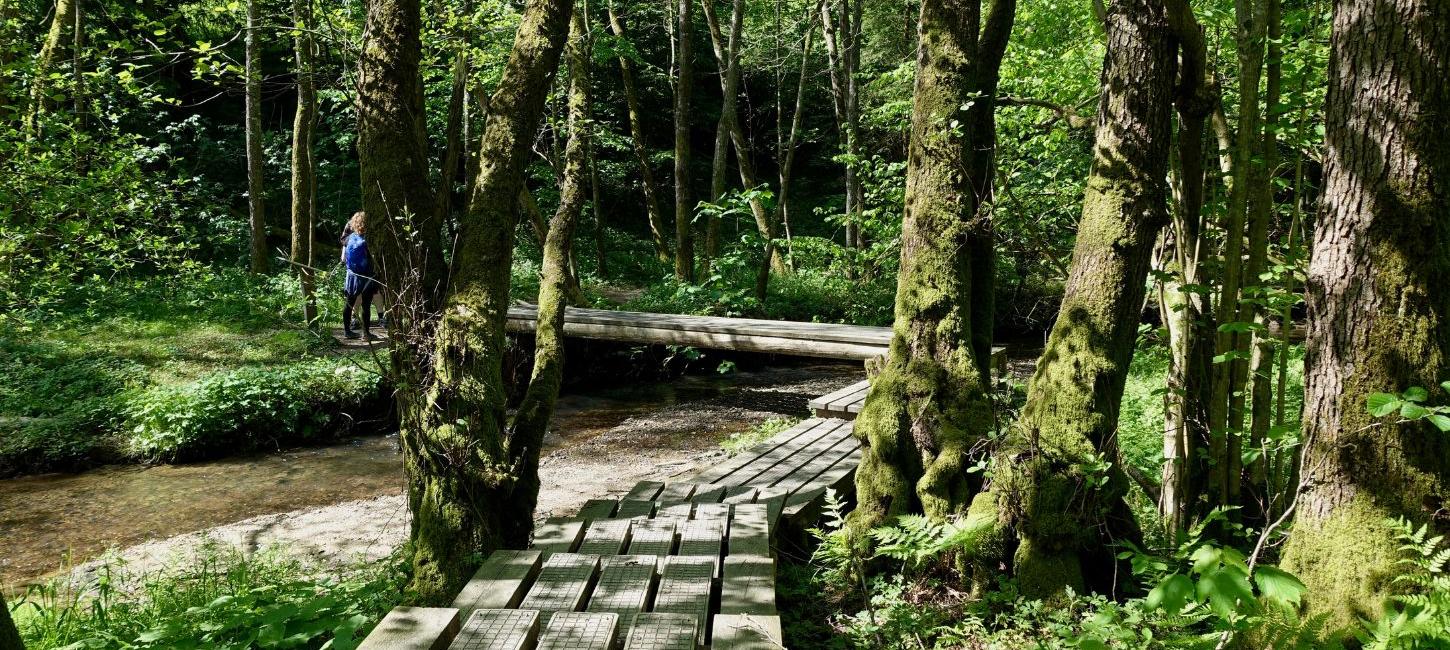 Hike along the Grejsdalstien through Brandbjerg Sønderskov