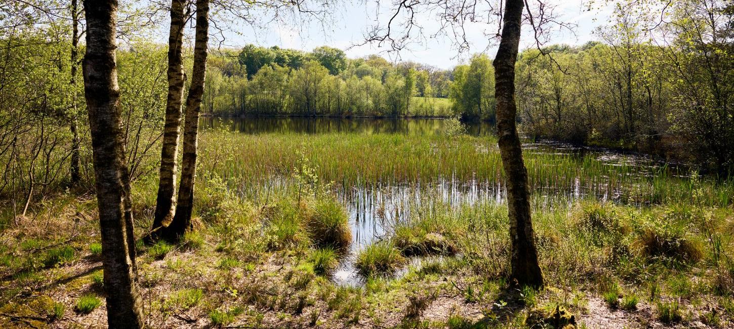 Nature at the source of Gudenåen and Skjern Å