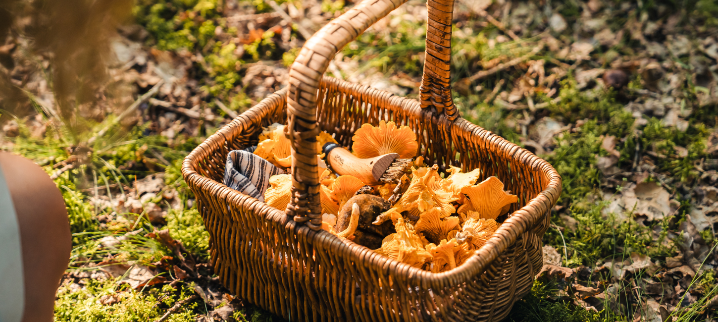 Mushroom basket on a trip at Kollemorten