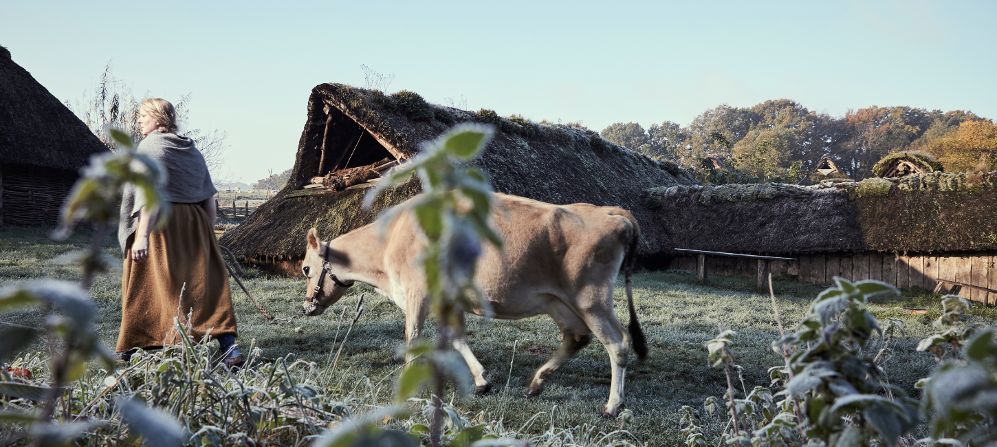 Woman with cow at Vingsted Jernalder