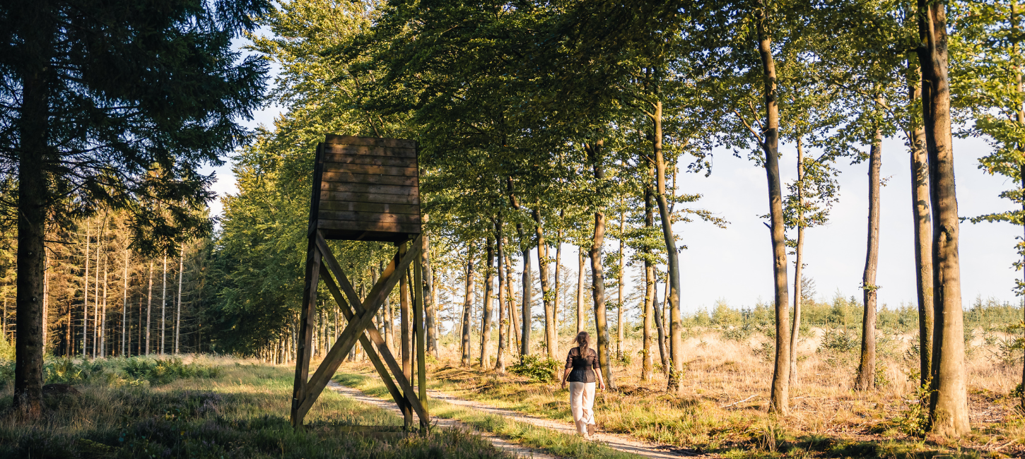A woman walks in the thicket at Kollemorten on a mushroom trip