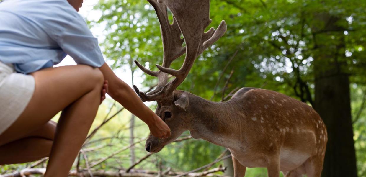 A person sits very close to a deer in Dyrehaven deer park in Nørreskoven in Vejle on a summer day