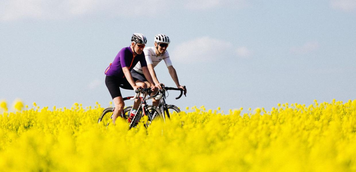 Two people ride road bikes by beautiful yellow rapeseed fields