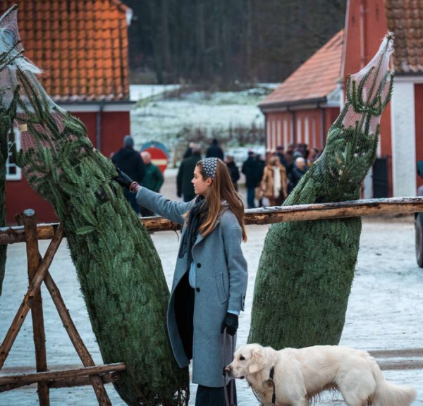 Christmas trees for the Christmas market at Tirsbæk Gods