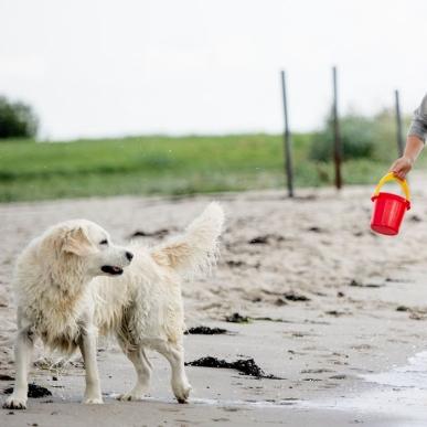 Tirsbæk Strand med to drenge og en hund