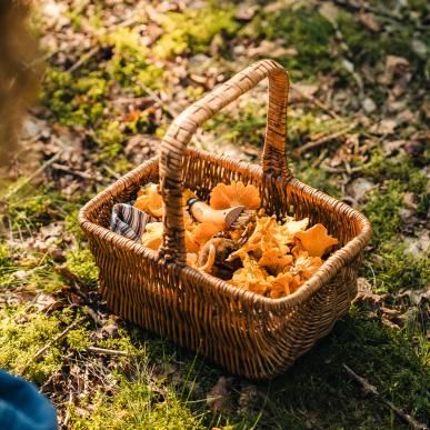 Basket of mushrooms gathered in a forest in Kollemorten