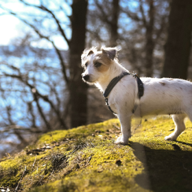 A small dog stands in one of Vejle's dog parks