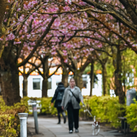 Kvinde og hund går under kirsebærtræerne