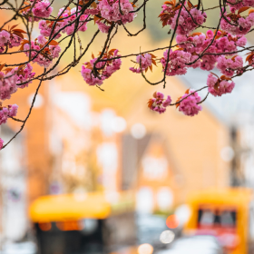 Cherry blossoms on Vardevej by the Boulevard with traffic in the background