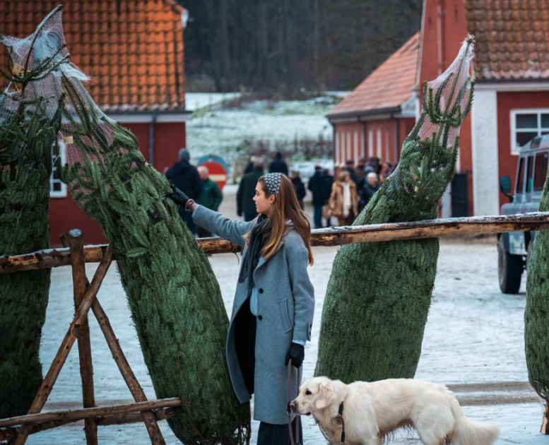 Christmas trees for the Christmas market at Tirsbæk Gods