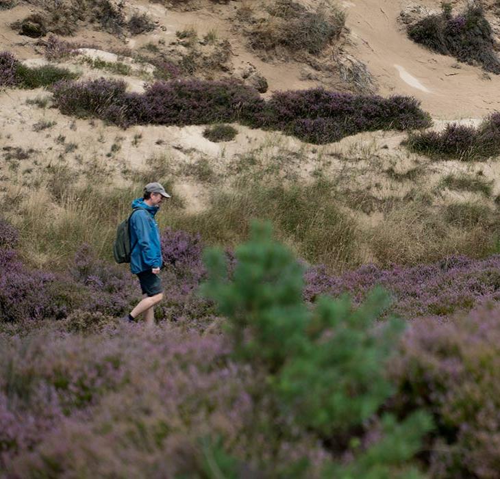 A hiker in a blue jacket on a walk in the heather at Randbøl Heath